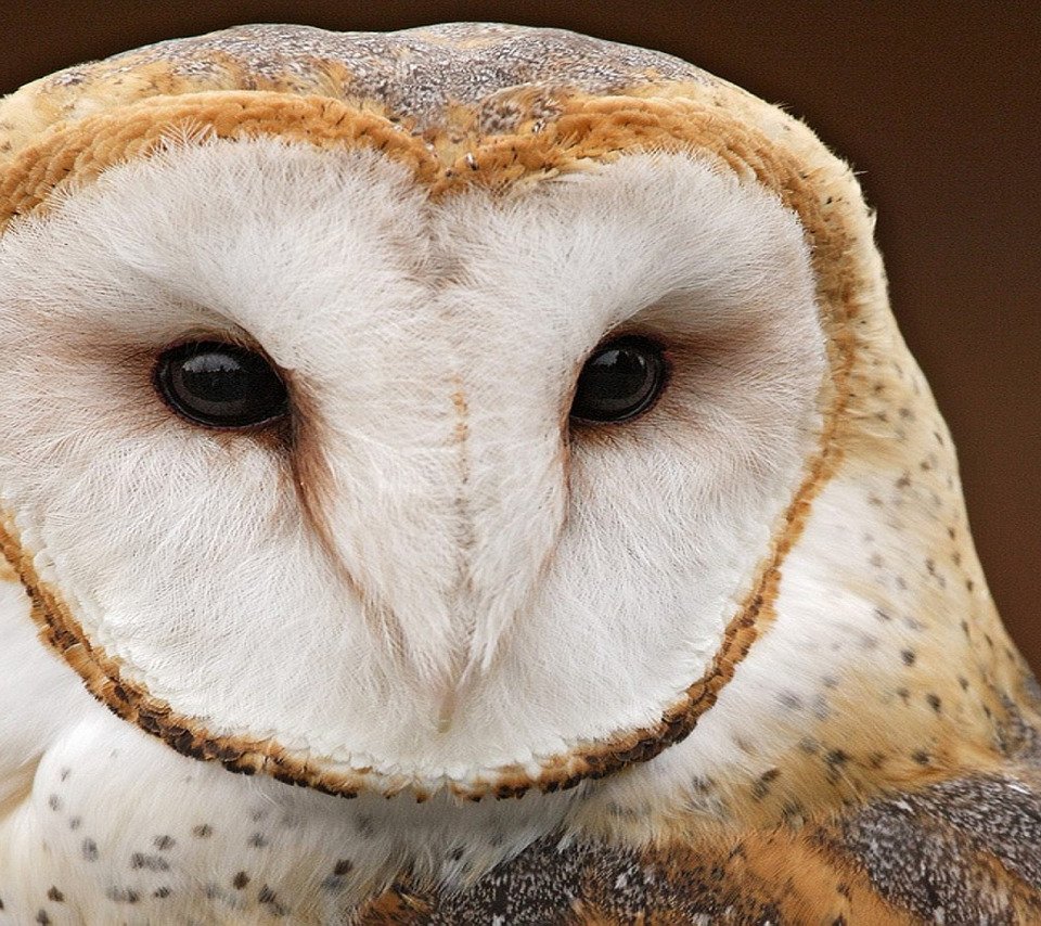 Ушастая Сова чучело