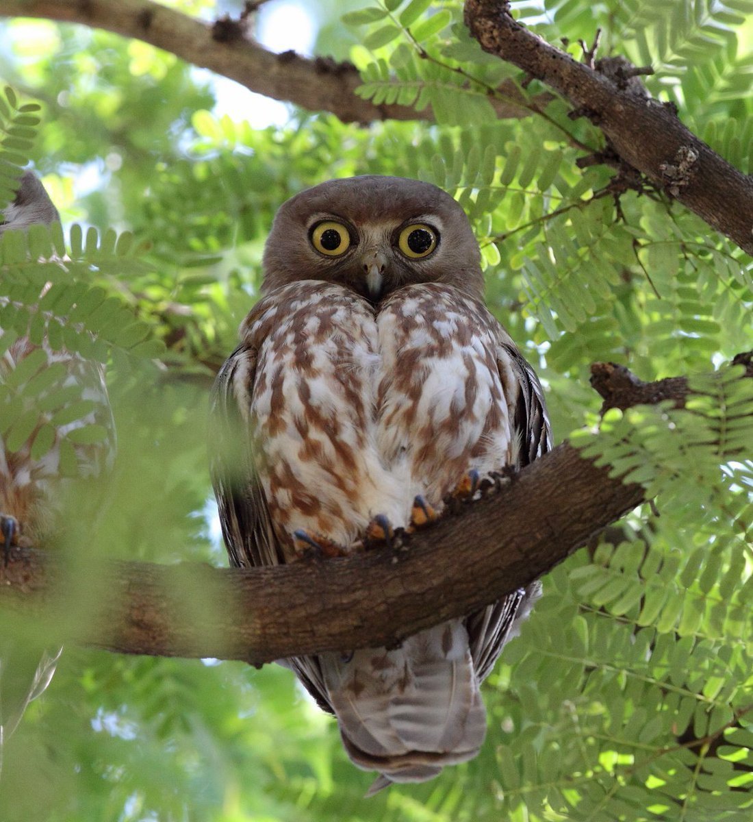 Самые красивые Совы в мире фото