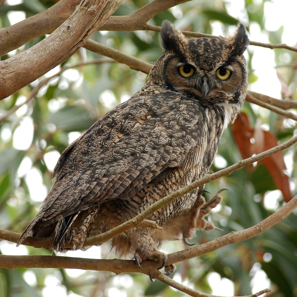 Серая неясыть красная книга