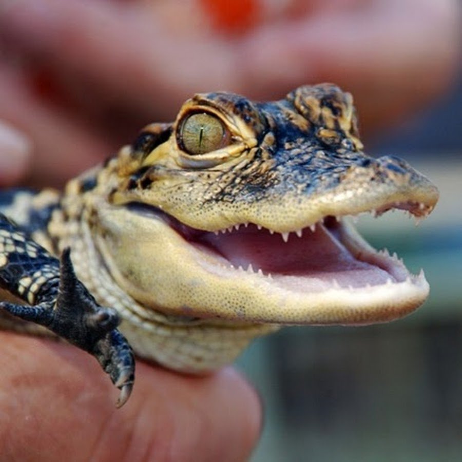 Сиамский крокодил