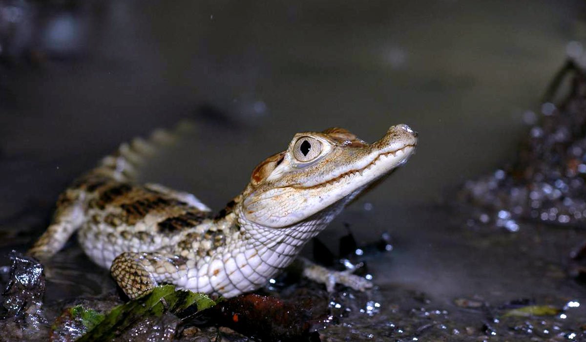 Гладколобый Кайман