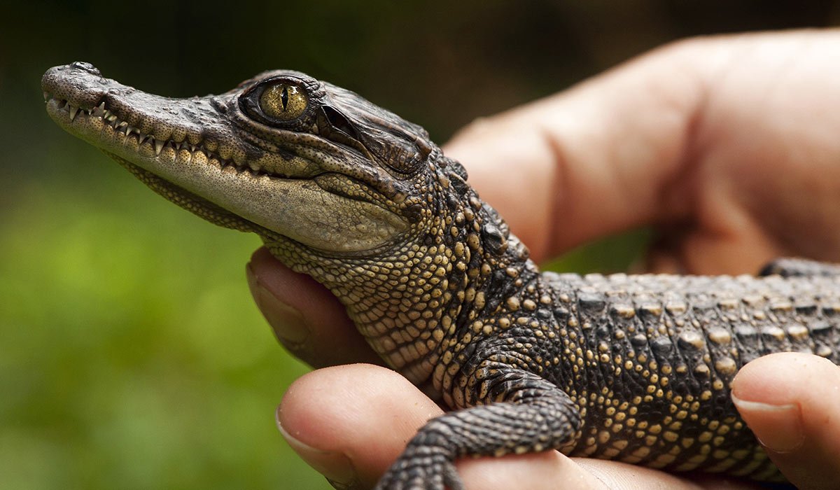 Сиамский крокодил