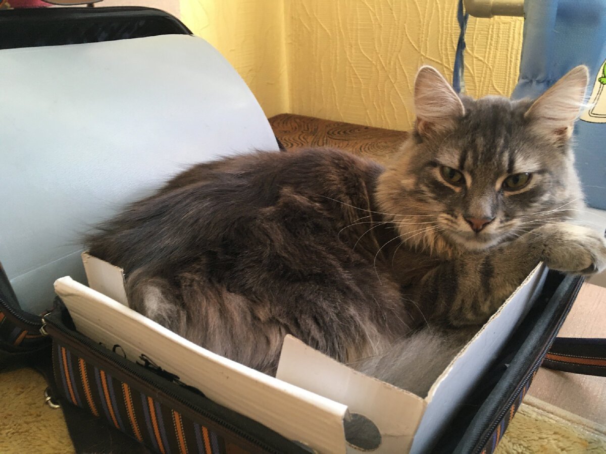 Кот мышелов порода