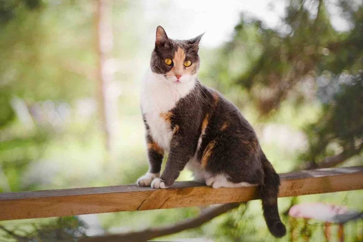 Кот мышелов