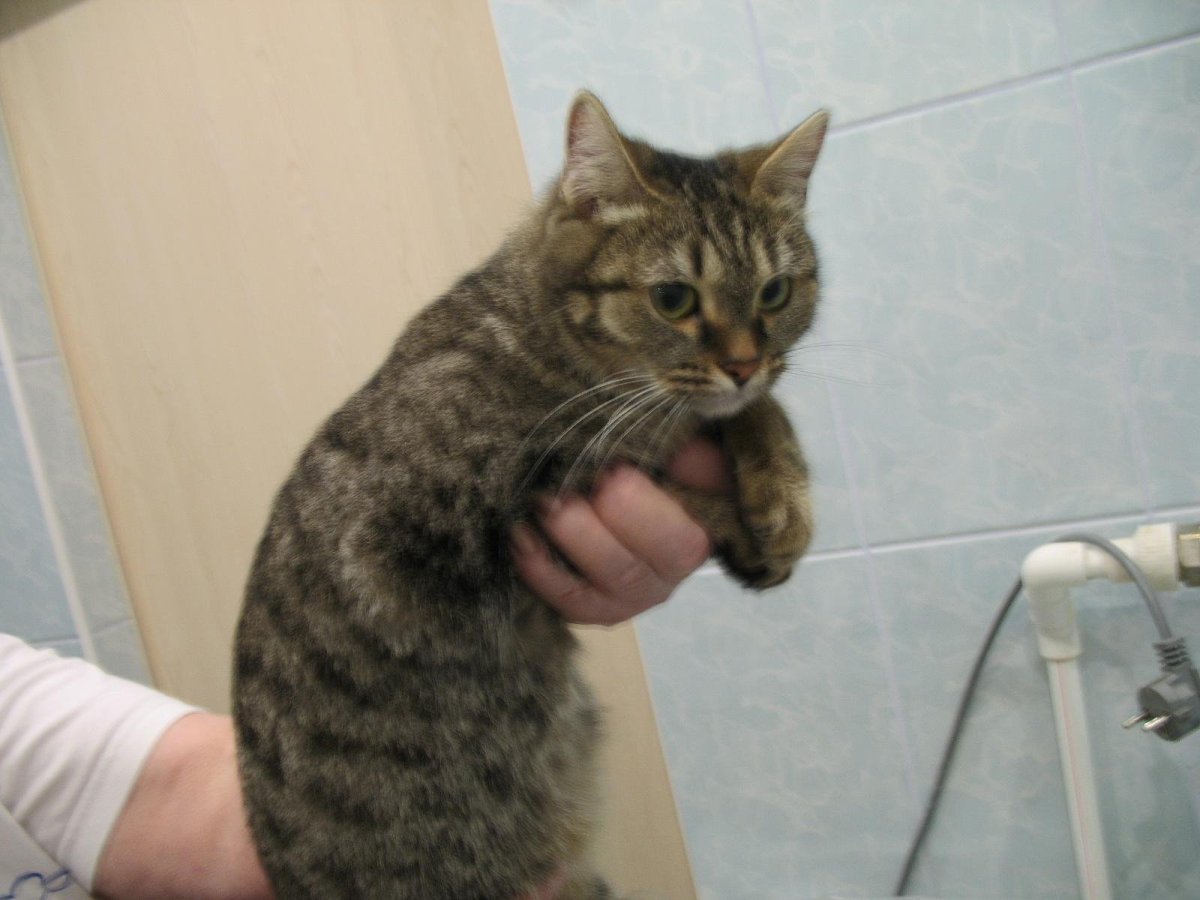 Кошки мышеловы