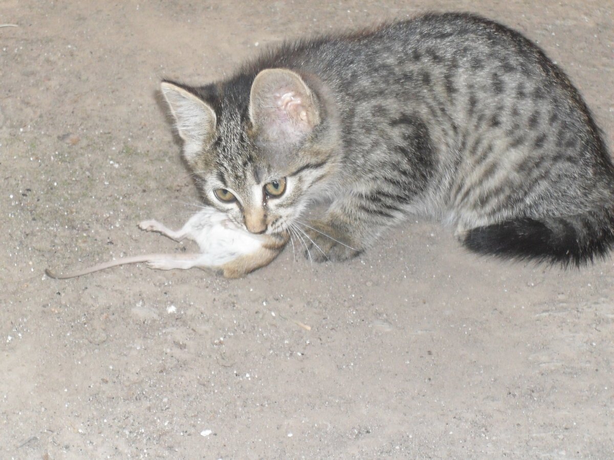 Порода мышелов