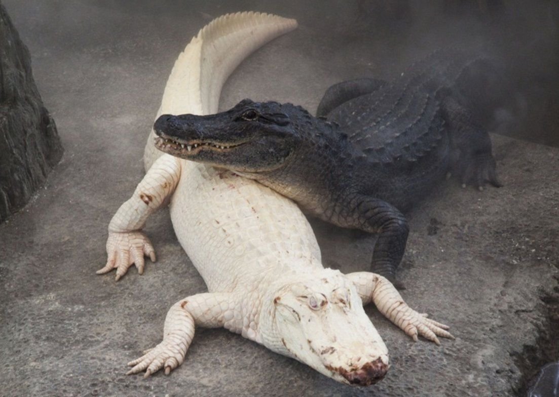 Тупорылый Африканский крокодил
