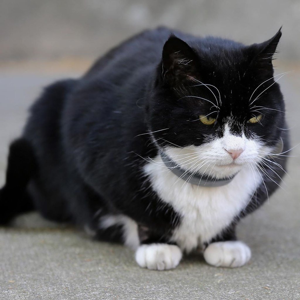 Британец мышелов