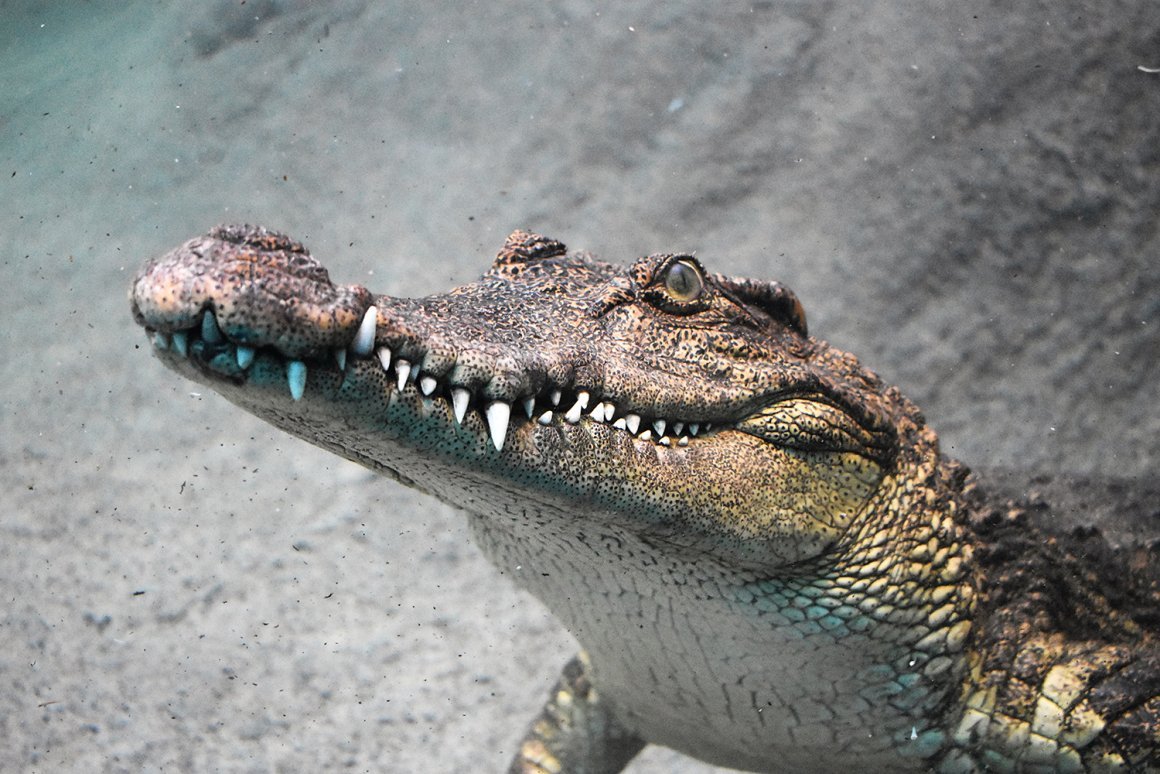Гребнистый крокодил Детеныши