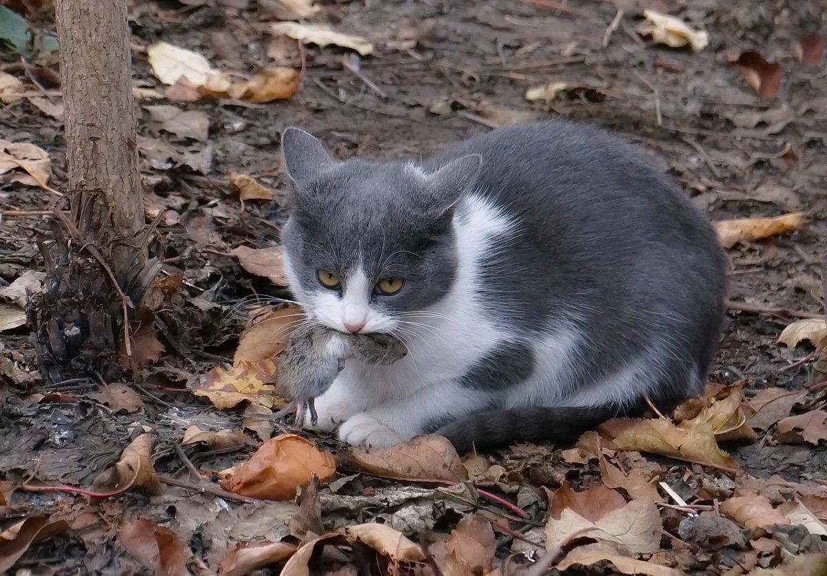 Сибирская крысоловка кошка
