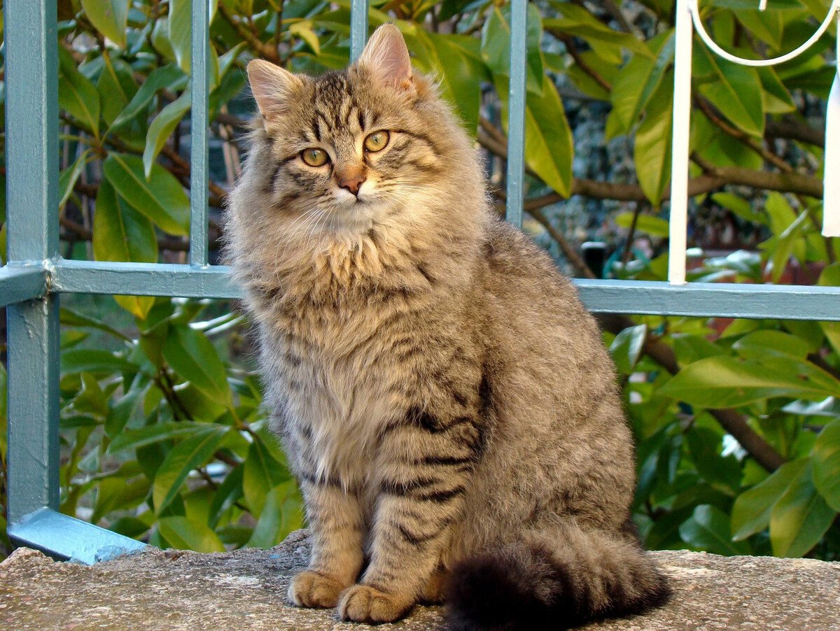 Кот мышелов