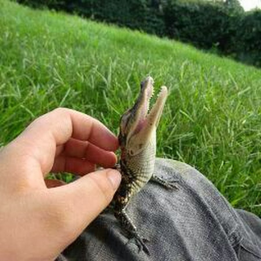 Крокодил: Властелин африканских рек. 2002.