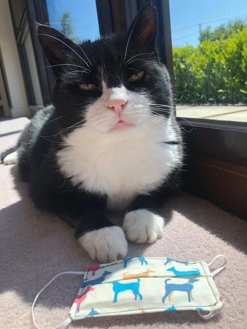 Кот биколор черно белый