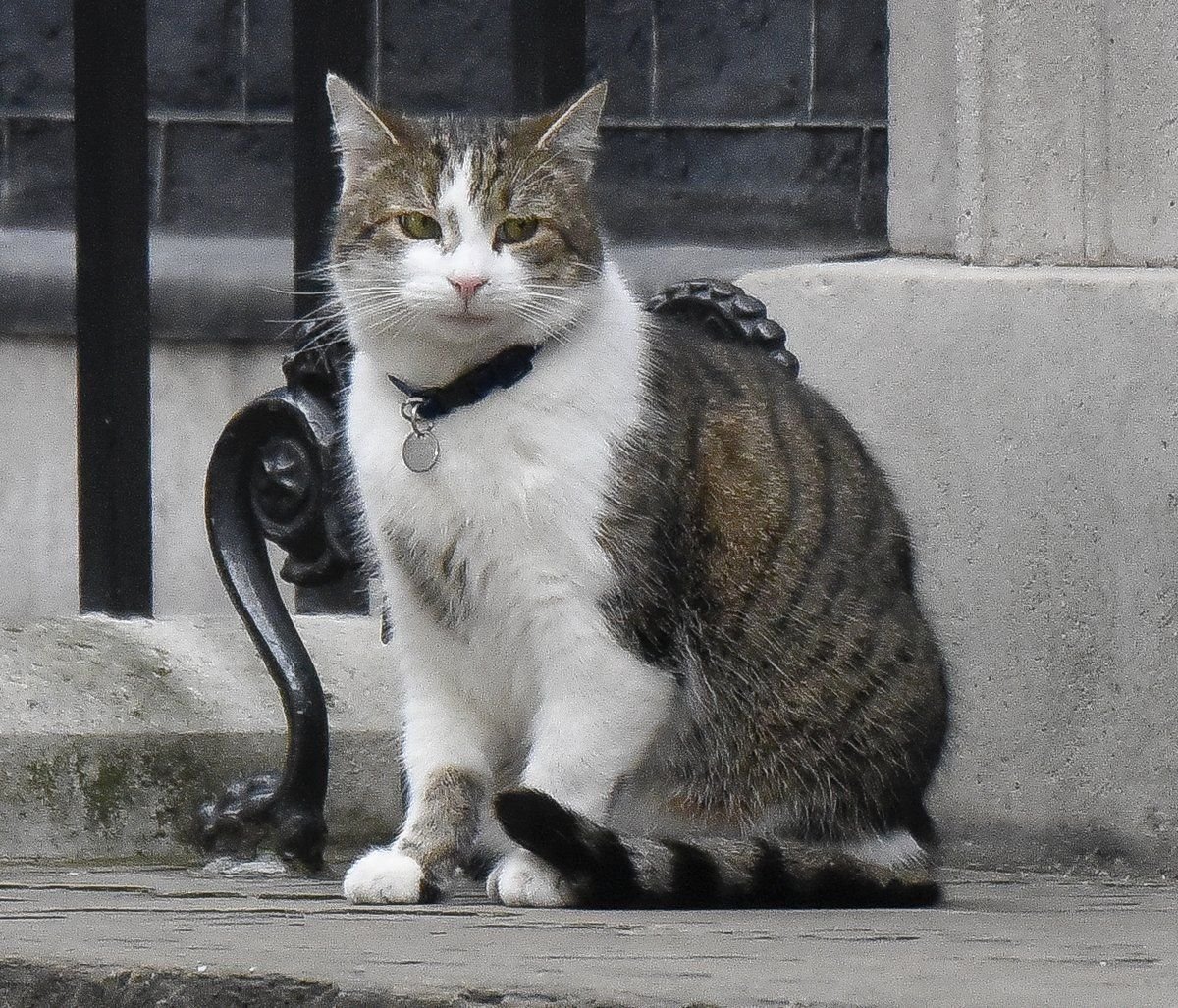 Мышелов полосатый