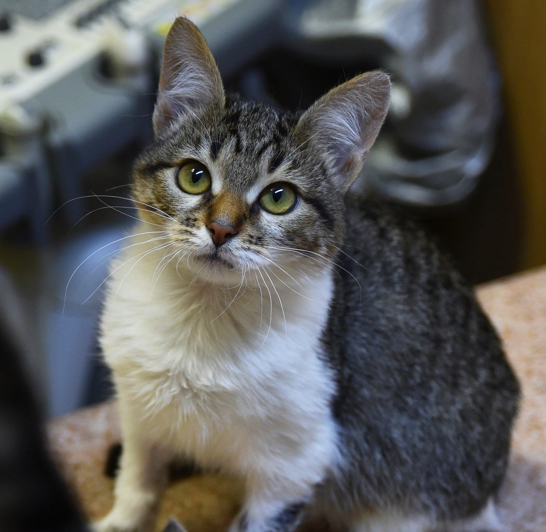 Бразильская короткошерстная кошка