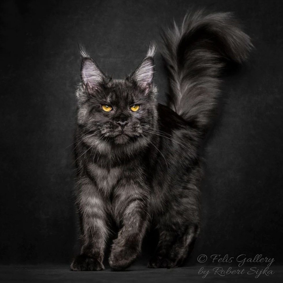 Мэй кун Black Smoke