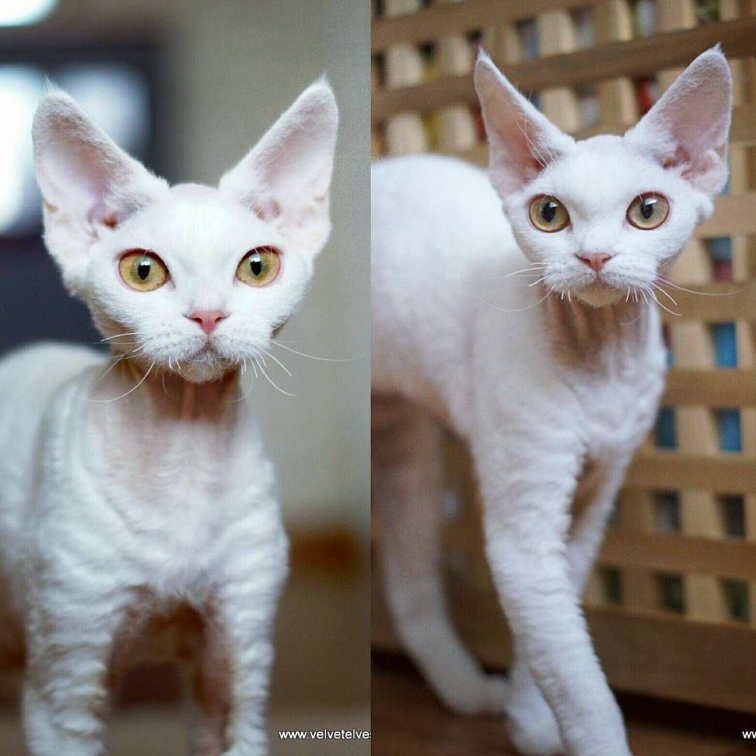 Девон рекс рыжий