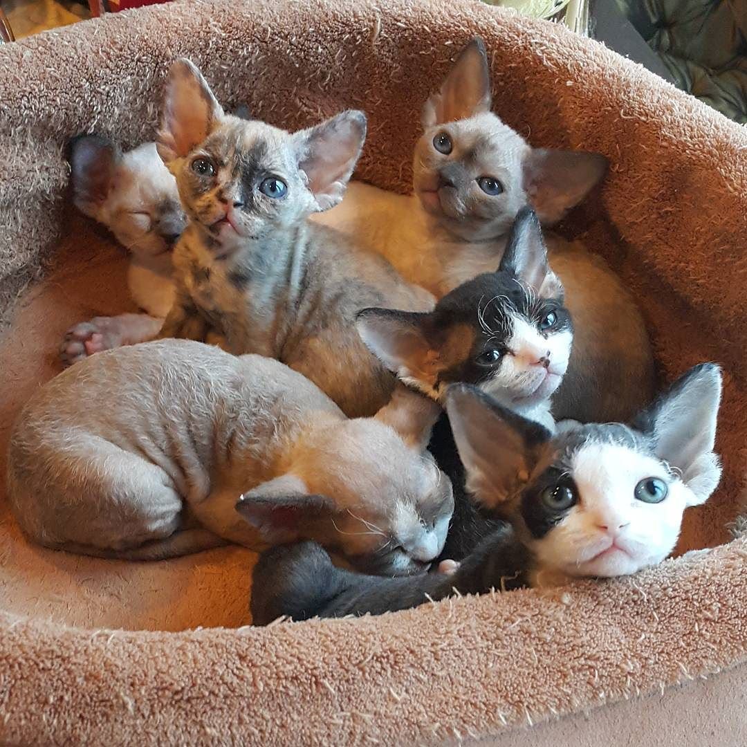 Девон рекс белый