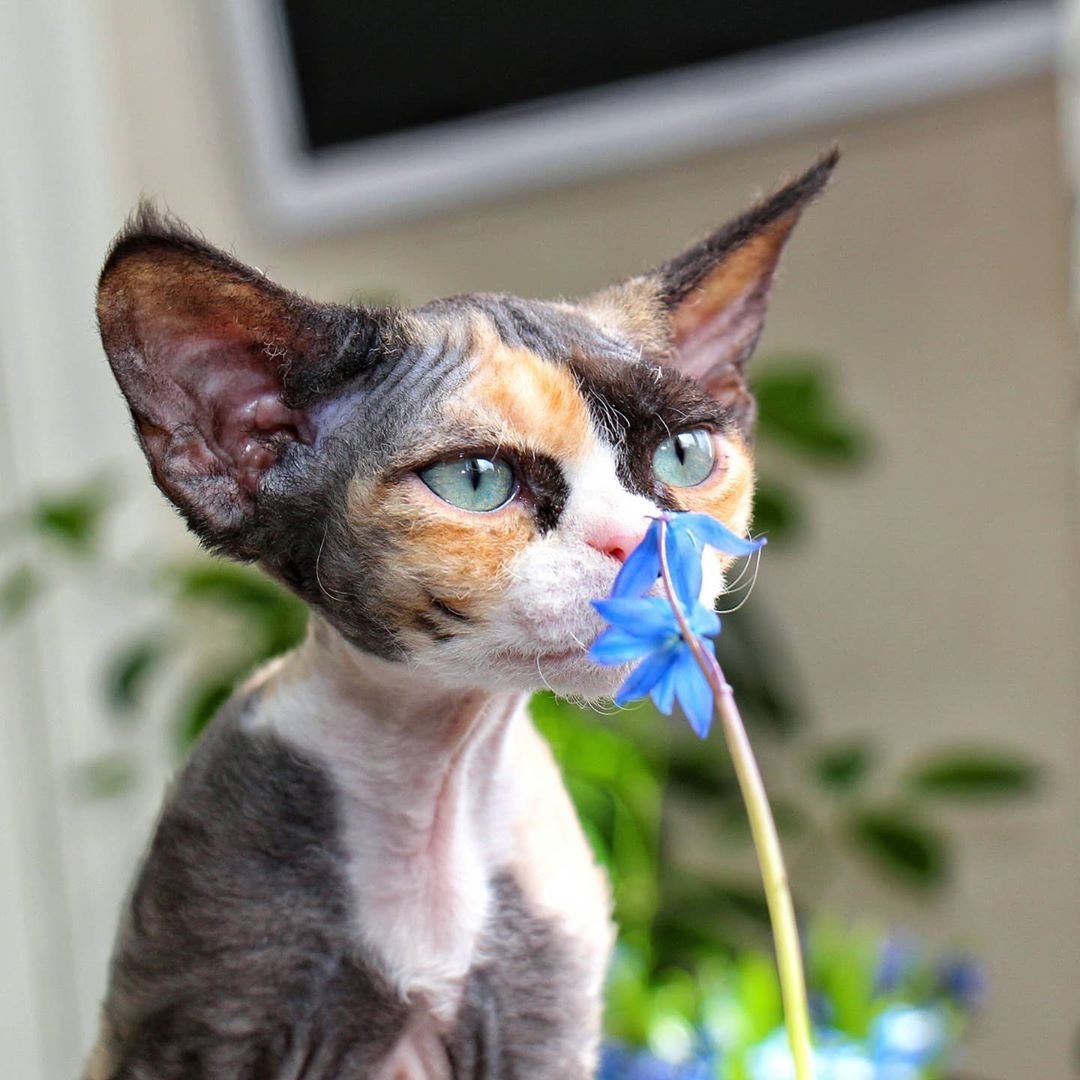 Девон рекс кошка