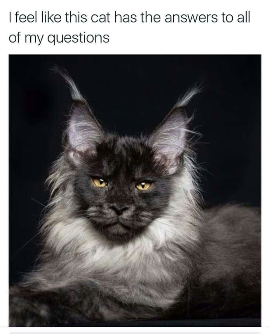 Мейн кун черный