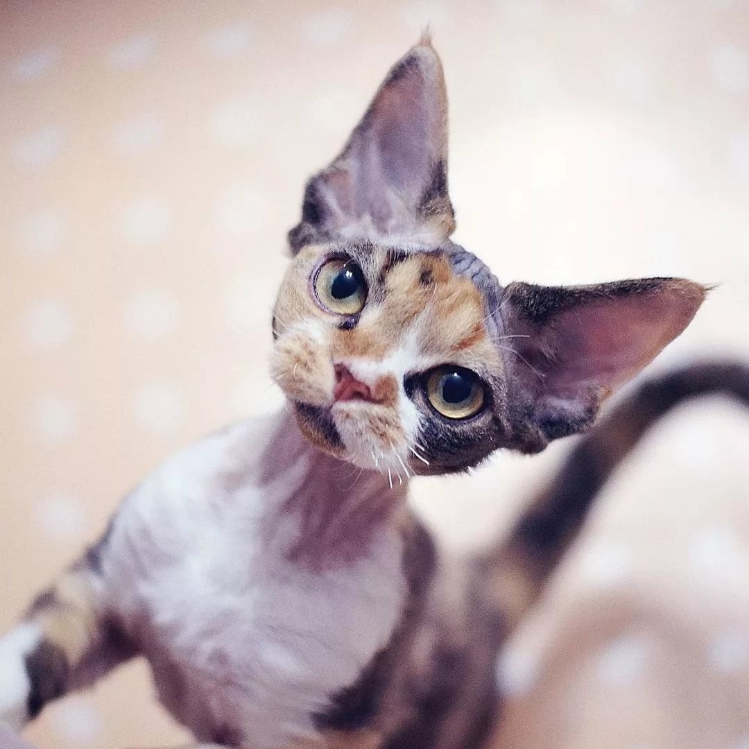 Девон рекс питомник