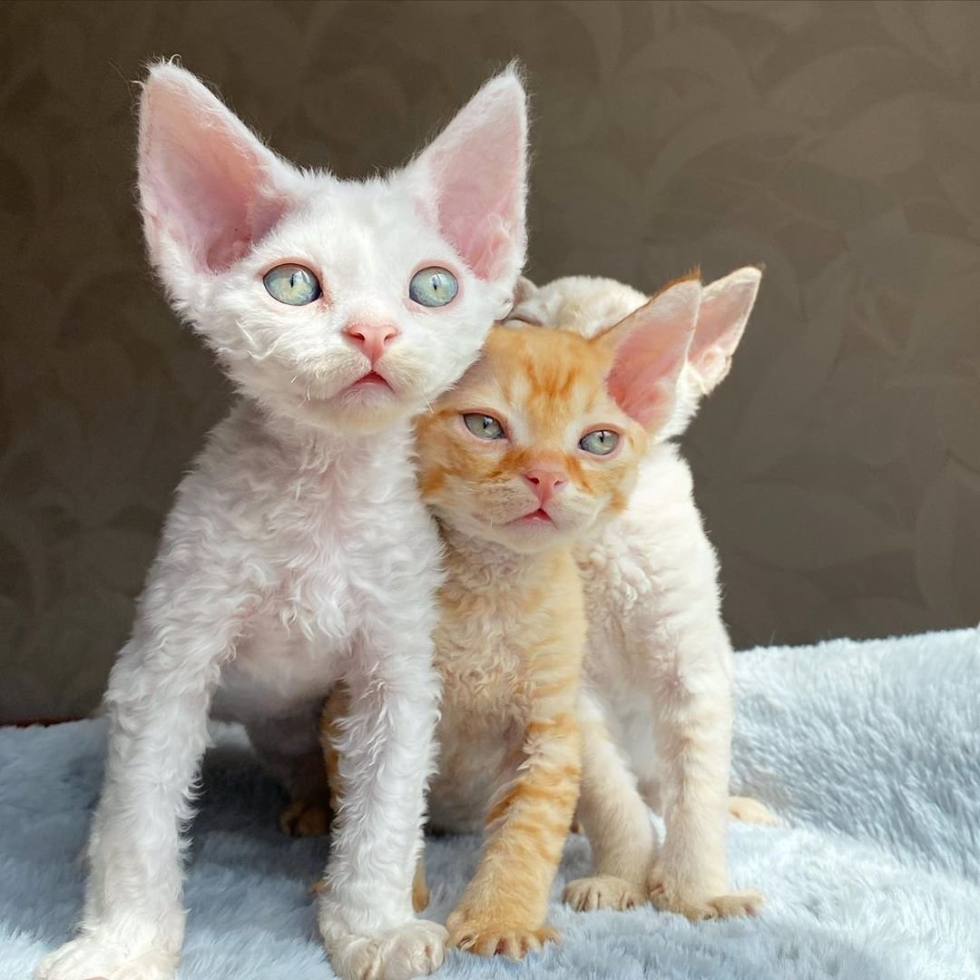 Коты Девон рекс