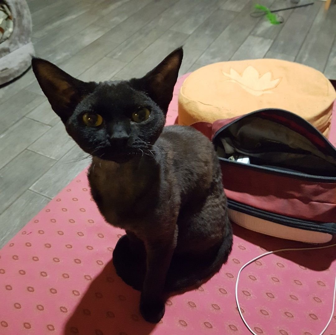 Девон рекс белый