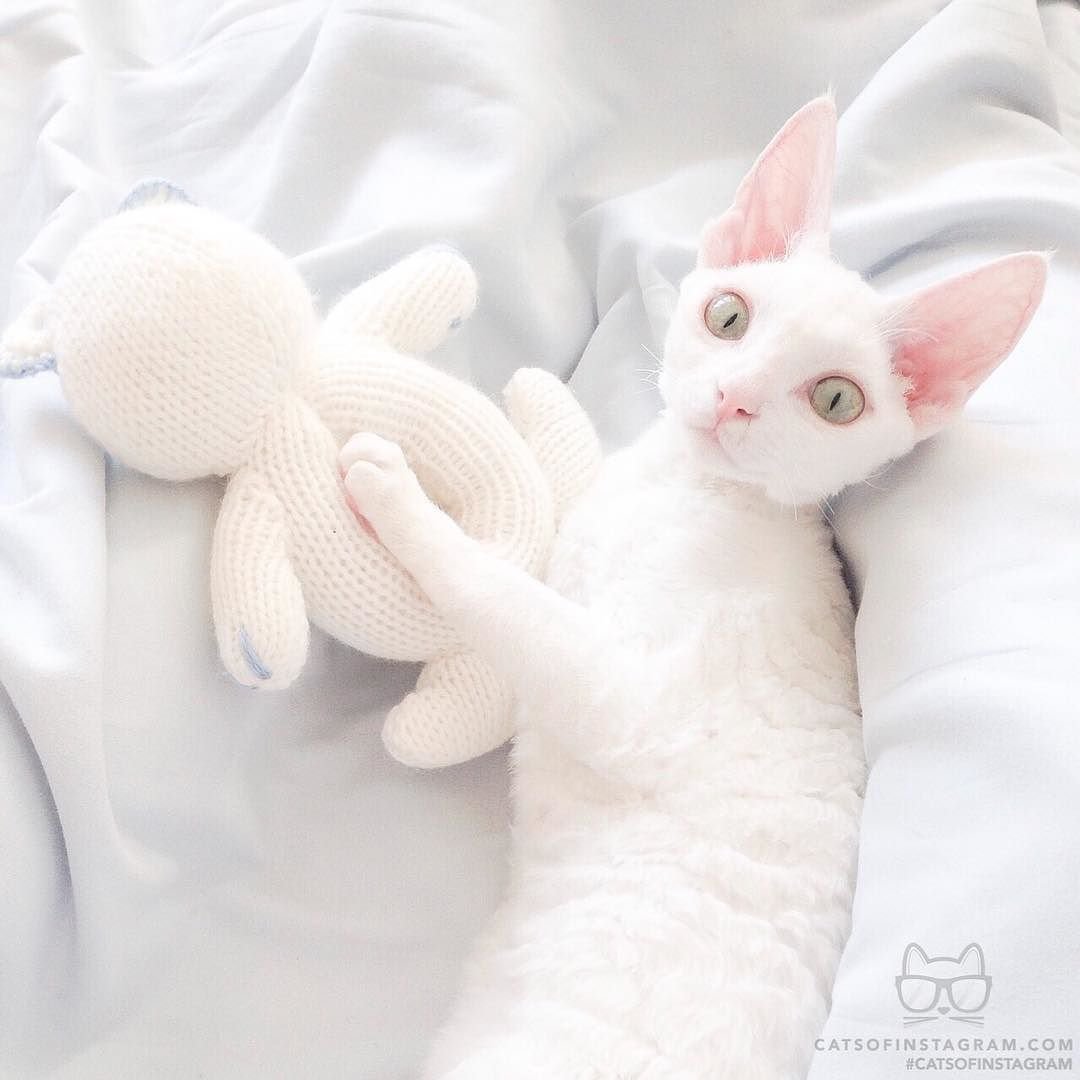 Девон рекс каракулевый