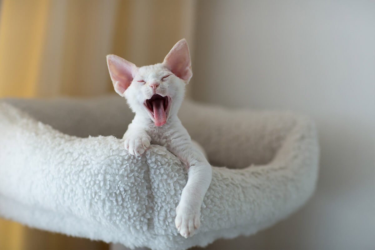 Селкирк рекс рыжий