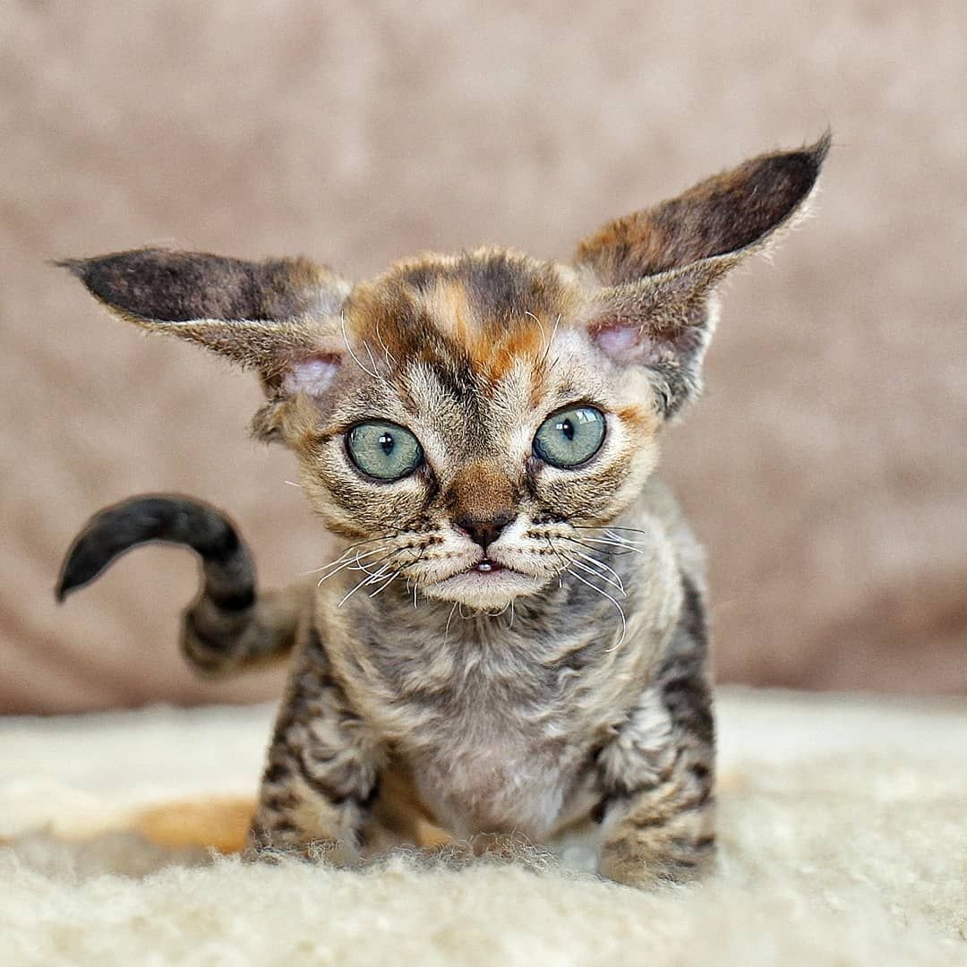 Манчкин Девон рекс