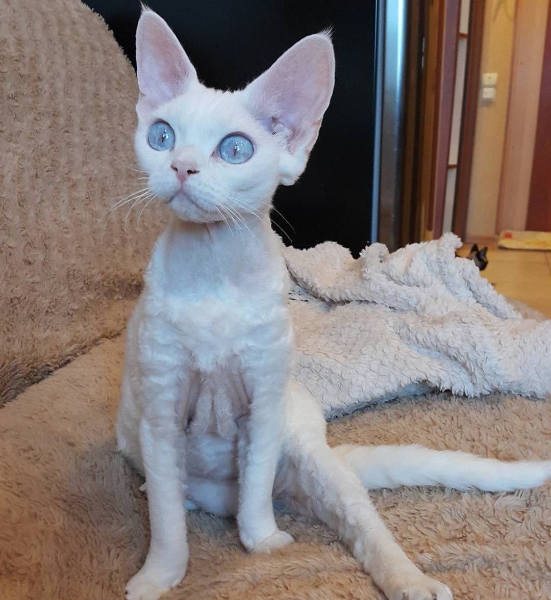 Девон рекс длинношерстный