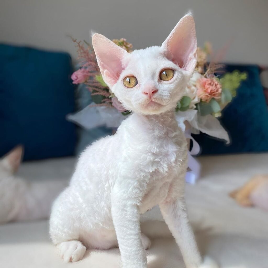 Im Kitty Kitty Kitty im Cat