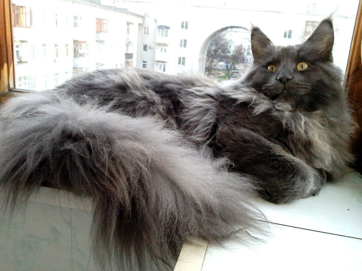 Котята Мейн-кун чёрный дым 1 месяц