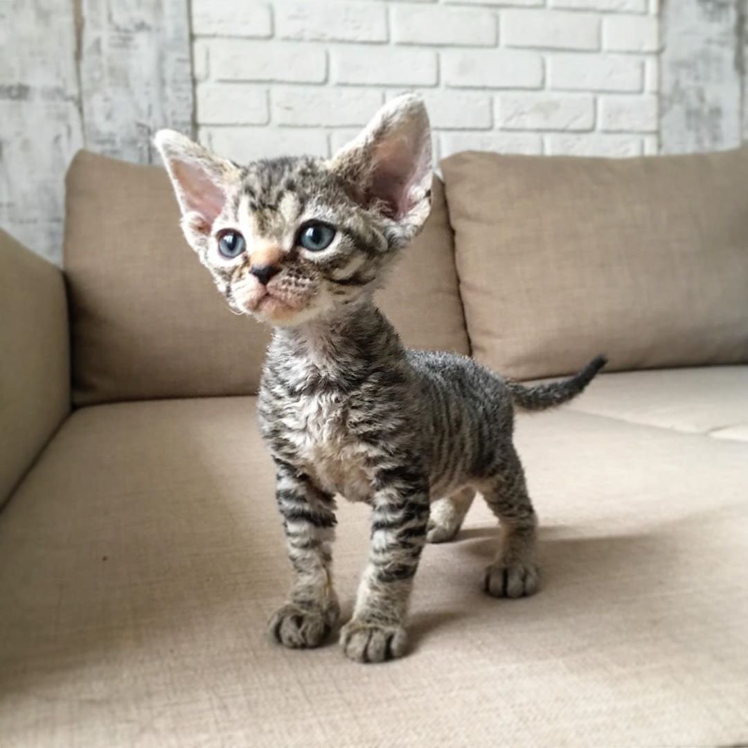 Девон рекс Луганск