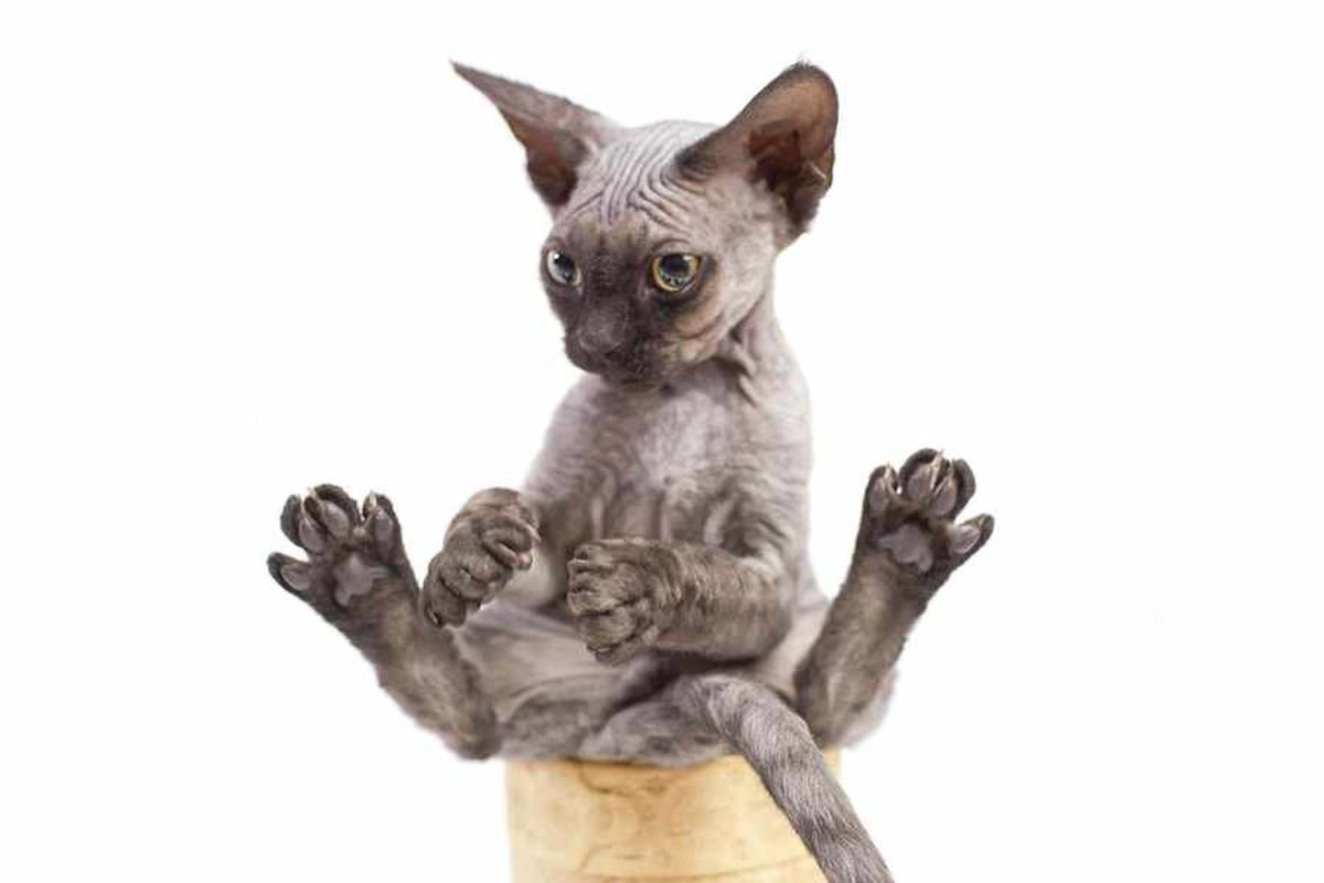 Котопес Девон рекс