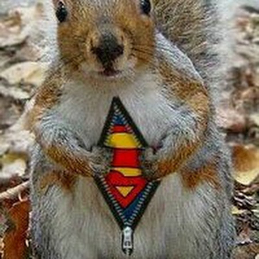 Белочка качок