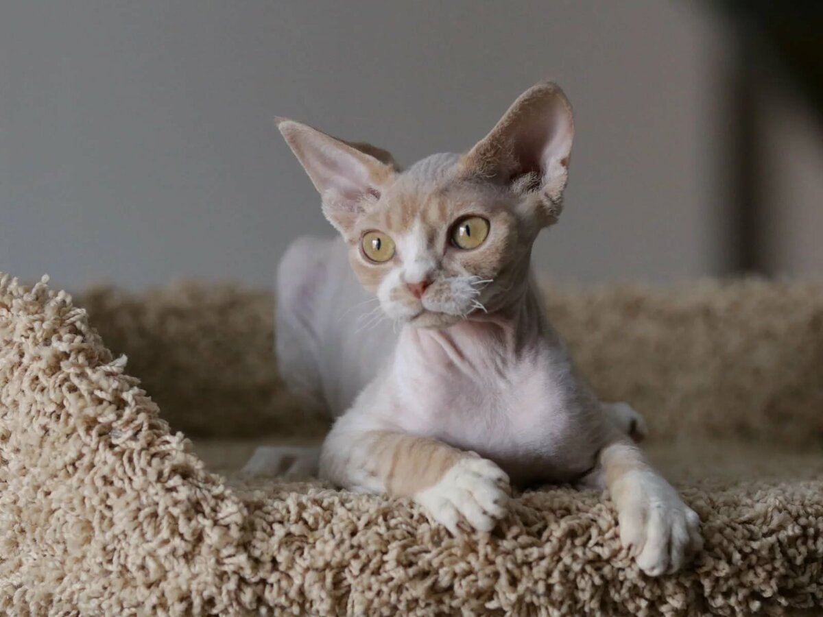 Дюйм.сфинкс милый