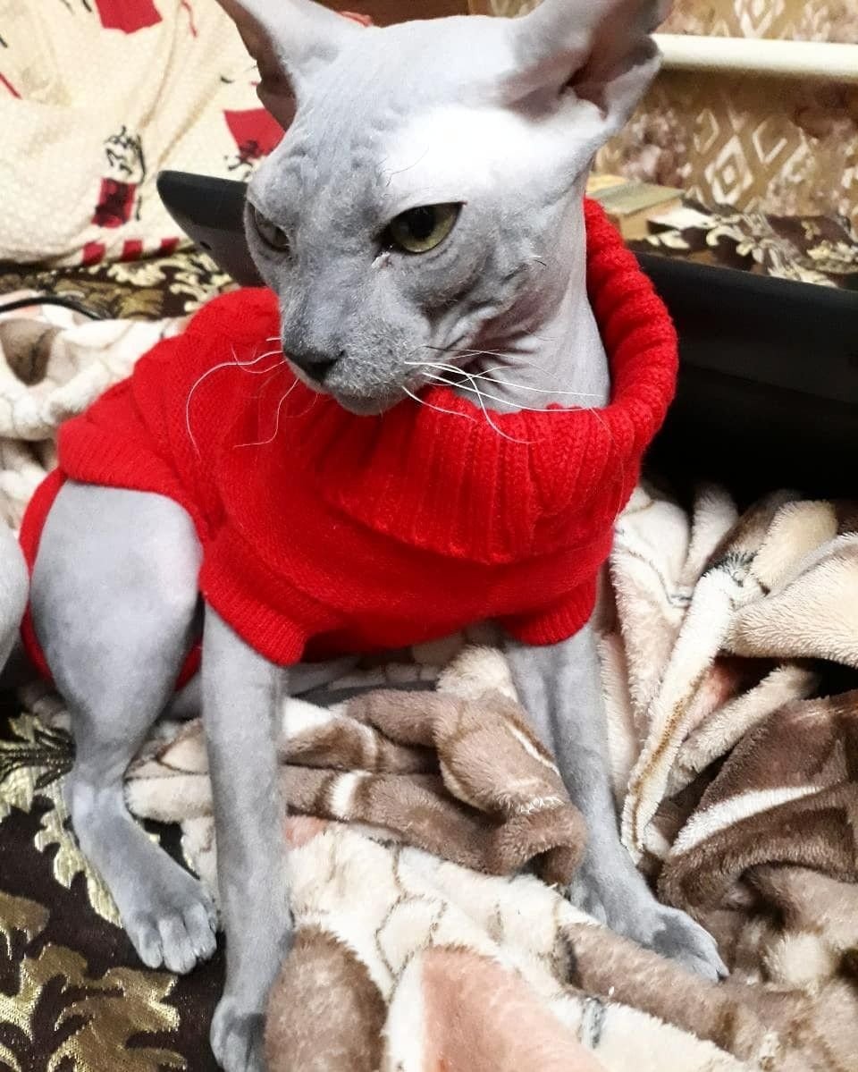 Девон рекс кошка