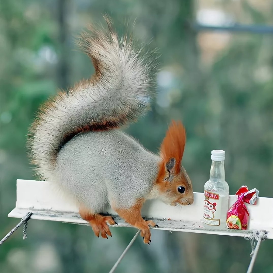 Праздничная белка