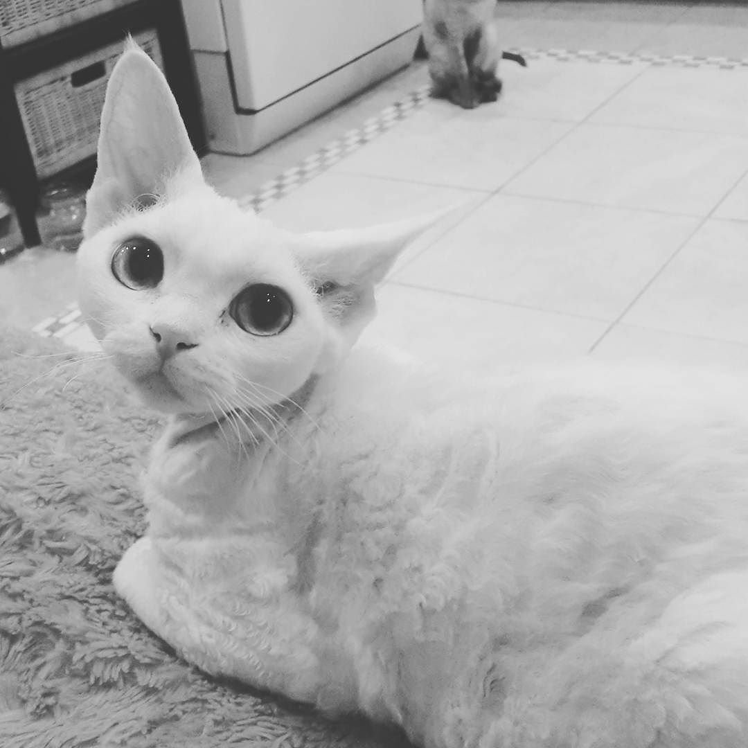 Кот породы Девон рекс