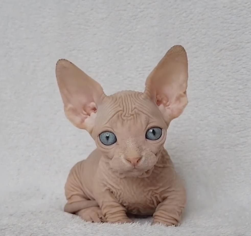 Милые котята Девон рекс