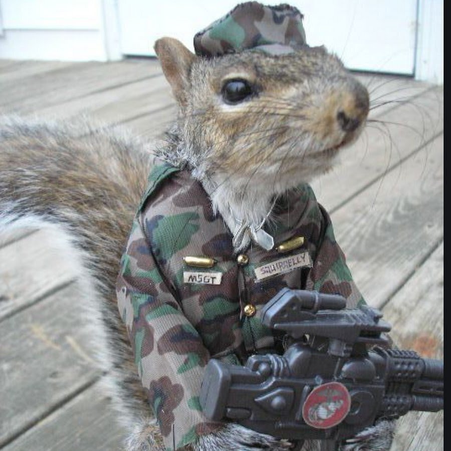 Белки в военной форме