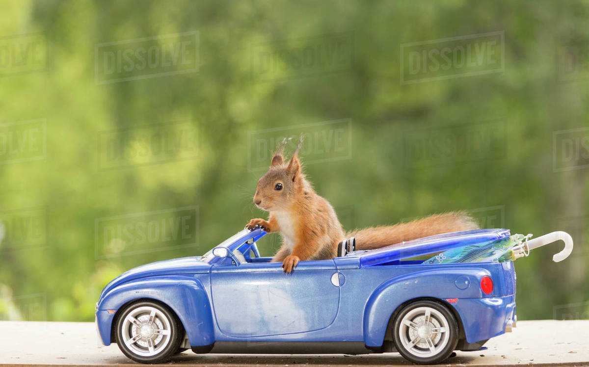 Белка за рулем