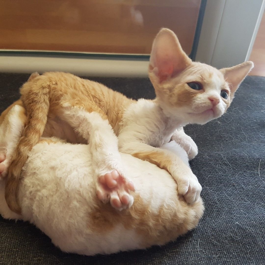 Сфинкс хакида малумотлар