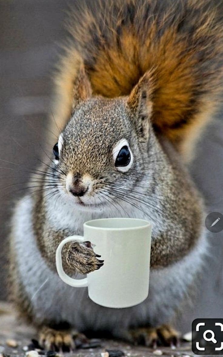 Чашка с Бурундуком