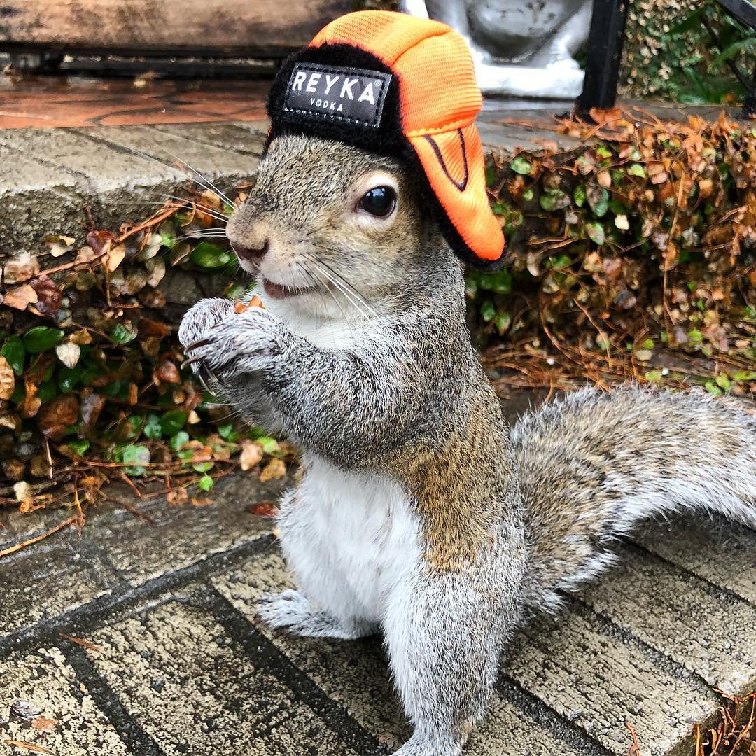 Белка в шапочке