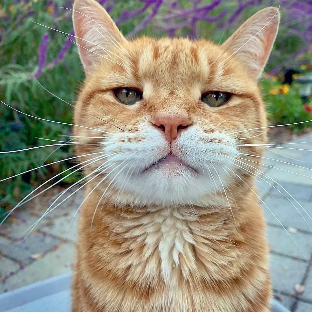 Довольный кот