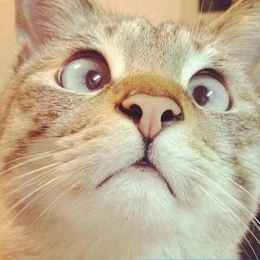 Морды котов