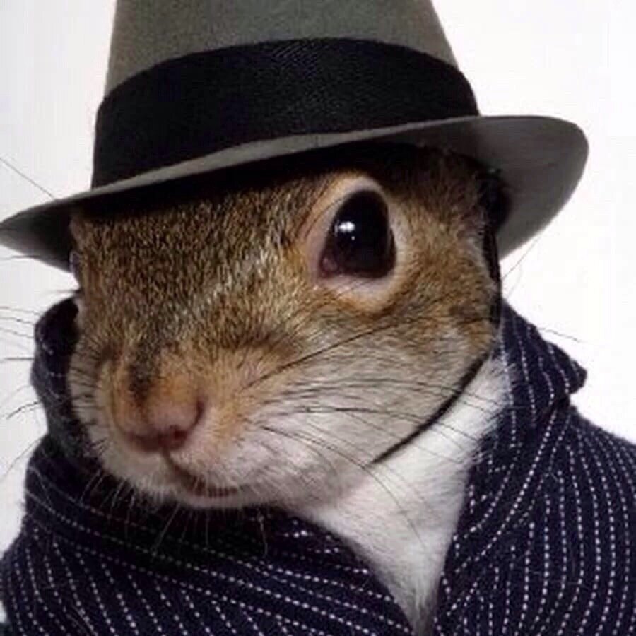 Хомяк в шляпе