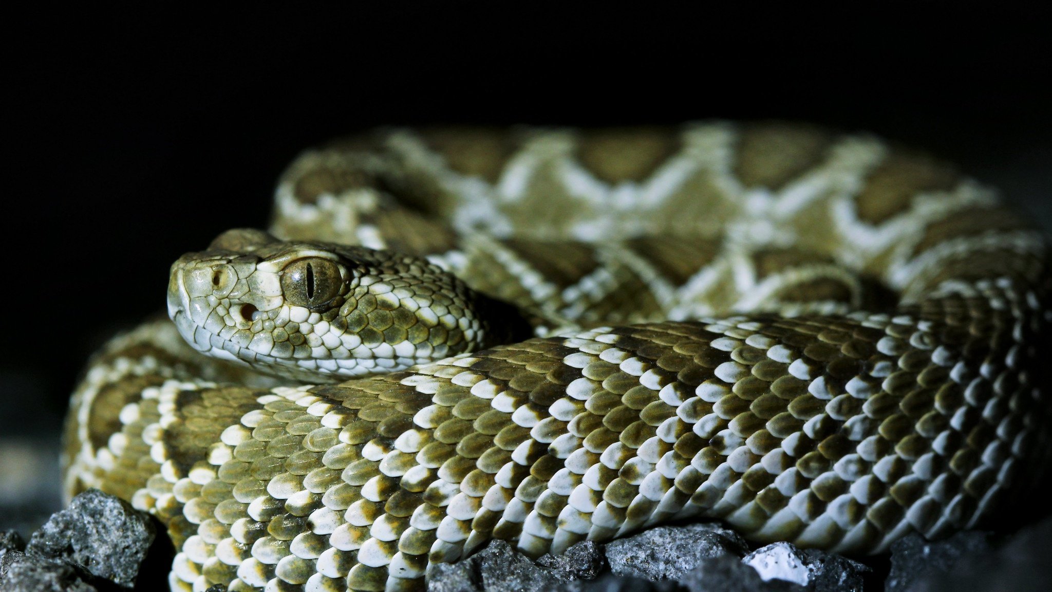 Что змея ночью обнаружит на более удаленном. Ямкоголовые змеи. Crotalus scutulatus. Зелёный гремучник. Змеи Фиджи.